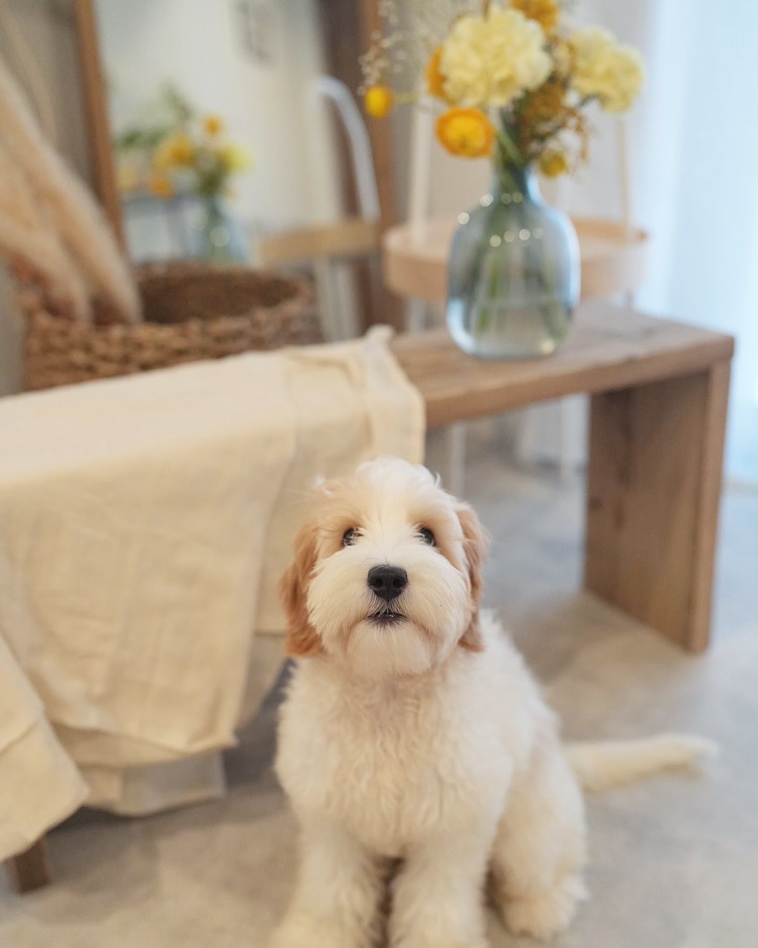 Dogsalon omochiの看板犬nana